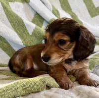 NoseDive 🩵 AKC Male, a male Miniature Dachshund for sale in Boiling Springs, SC – 2 of 9