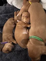 Sophia • Purple Collar, a female Miniature Dachshund for sale in Boiling Springs, SC – 7 of 7