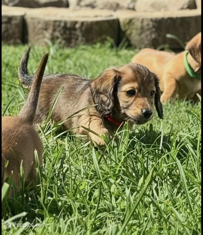 Teddy – Miniature Dachshund puppy for sale in Boiling Springs, SC