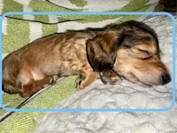 AKC Male🩵, a male Miniature Dachshund for sale in Boiling Springs, SC – 6 of 10