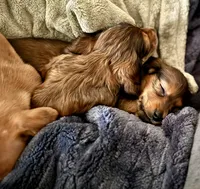 AKC Male💚, a male Miniature Dachshund for sale in Boiling Springs, SC – 6 of 8