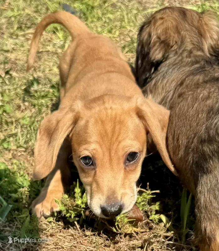 AKC Male🧡 – Miniature Dachshund puppy for sale in Boiling Springs, SC