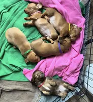 Teddy, a male Miniature Dachshund for sale in Boiling Springs, SC – 3 of 6