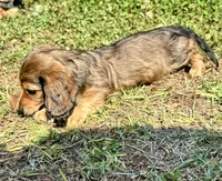 Meatball💚, a male Miniature Dachshund for sale in Boiling Springs, SC – 8 of 9