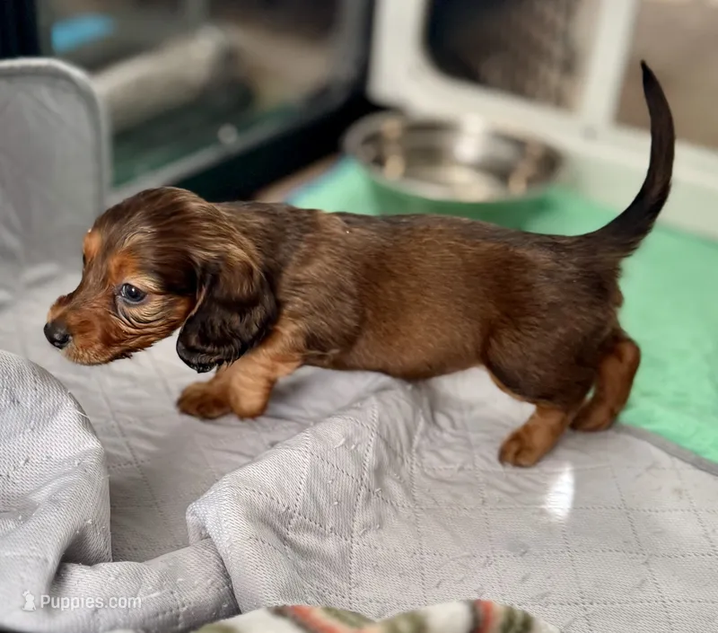 AKC Female🩷 – Miniature Dachshund puppy for sale in Boiling Springs, SC