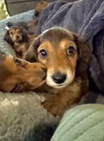 NoseDive 🩵 AKC Male, a male Miniature Dachshund for sale in Boiling Springs, SC – 3 of 9