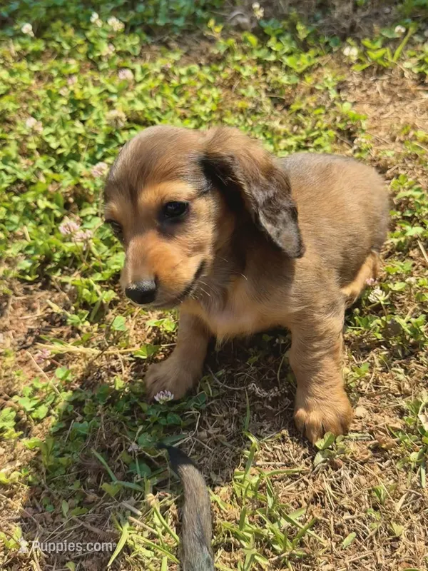 AKC Male ❤️ – Miniature Dachshund puppy for sale in Boiling Springs, SC