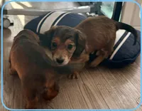 AKC Male🩵, a male Miniature Dachshund for sale in Boiling Springs, SC – 4 of 10