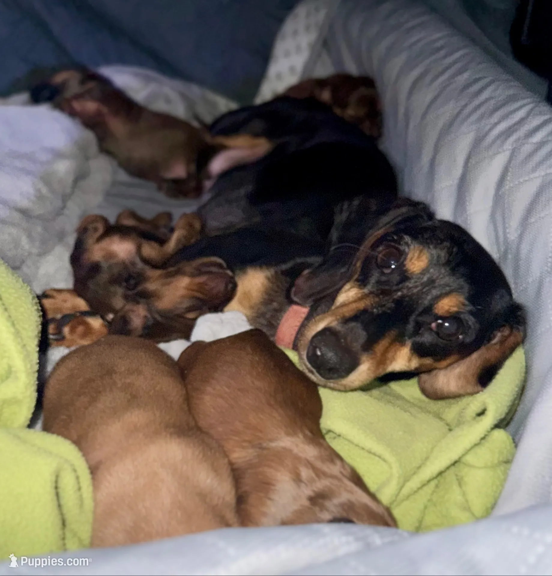AKC Male🧡, a male Miniature Dachshund for sale in Boiling Springs, SC – 8 of 8