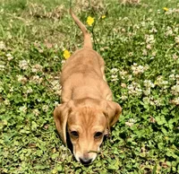 Spot🧡, a male Miniature Dachshund for sale in Boiling Springs, SC – 3 of 9