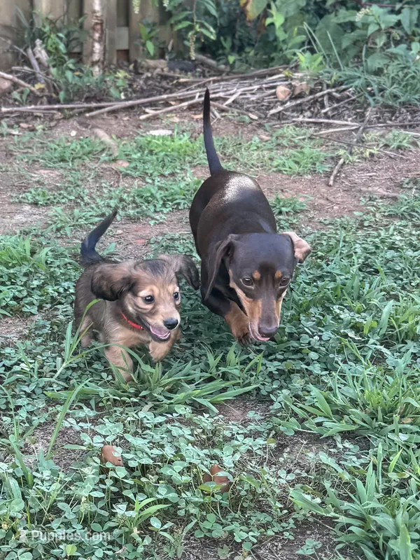 Teddy – Miniature Dachshund puppy for sale in Boiling Springs, SC