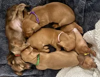 Sophia • Purple Collar, a female Miniature Dachshund for sale in Boiling Springs, SC – 6 of 7