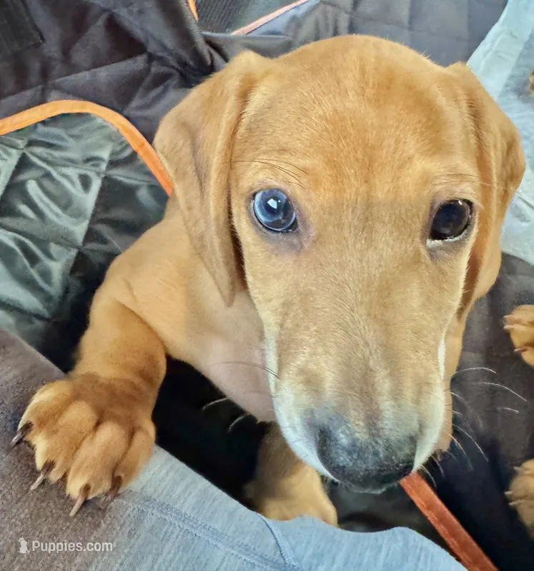 AKC Male🧡 – Miniature Dachshund puppy for sale in Boiling Springs, SC