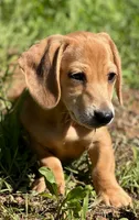Spot🧡, a male Miniature Dachshund for sale in Boiling Springs, SC – 6 of 9