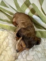 AKC Male🩵, a male Miniature Dachshund for sale in Boiling Springs, SC – 5 of 10