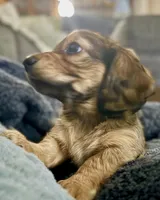 Meatball💚 AKC Male, a male Miniature Dachshund for sale in Boiling Springs, SC – 1 of 9