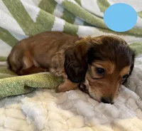 AKC Male🩵, a male Miniature Dachshund for sale in Boiling Springs, SC – 3 of 10
