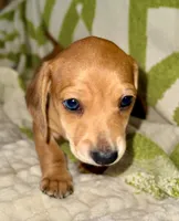 Spot🧡AKC Male, a male Miniature Dachshund for sale in Boiling Springs, SC – 1 of 9