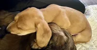 AKC Male🧡, a male Miniature Dachshund for sale in Boiling Springs, SC – 6 of 8