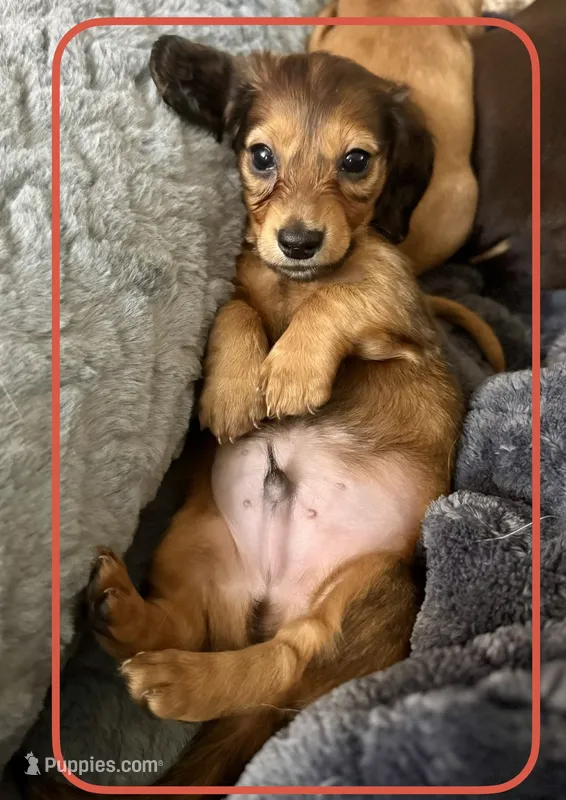 AKC Male ❤️ – Miniature Dachshund puppy for sale in Boiling Springs, SC