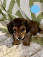 AKC Male🩵, a male Miniature Dachshund for sale in Boiling Springs, SC – 2 of 10