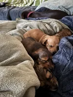 AKC Male ❤️, a male Miniature Dachshund for sale in Boiling Springs, SC – 7 of 7