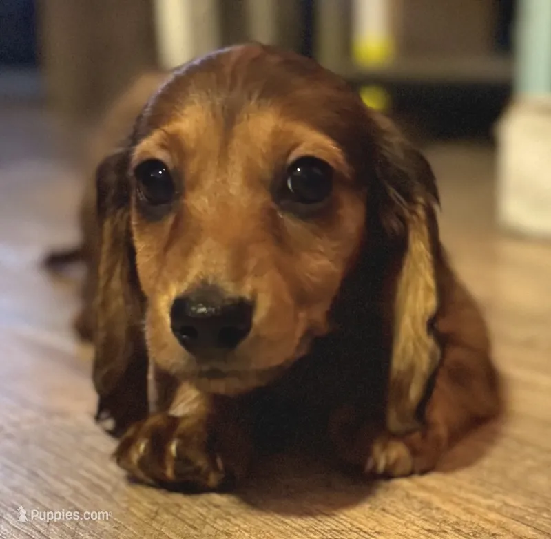 AKC Male ❤️ – Miniature Dachshund puppy for sale in Boiling Springs, SC