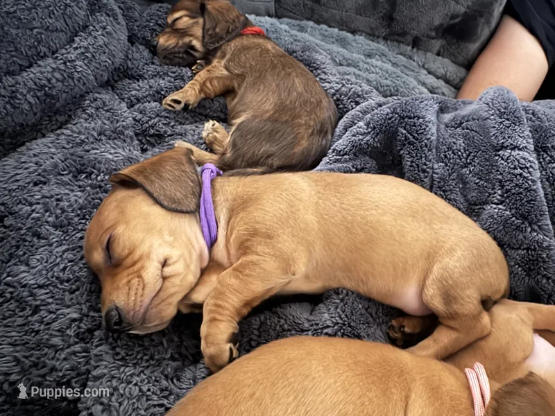 Sophia • Purple Collar – Miniature Dachshund puppy for sale in Boiling Springs, SC