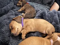 Sophia • Purple Collar, a female Miniature Dachshund for sale in Boiling Springs, SC – 1 of 7