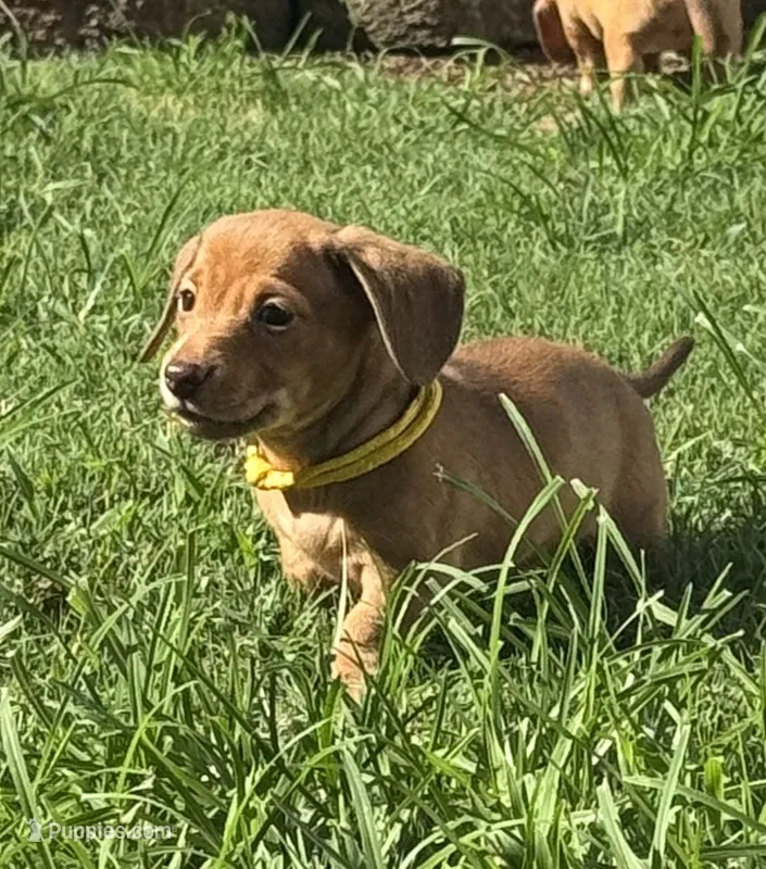 Blanche • Yellow Collar – Miniature Dachshund puppy for sale in Boiling Springs, SC