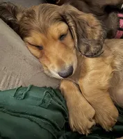 Meatball💚, a male Miniature Dachshund for sale in Boiling Springs, SC – 3 of 9