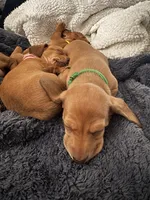 Dorothy • Green Collar, a female Miniature Dachshund for sale in Boiling Springs, SC – 2 of 7