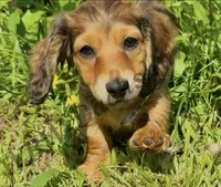 Meatball💚, a male Miniature Dachshund for sale in Boiling Springs, SC – 7 of 9