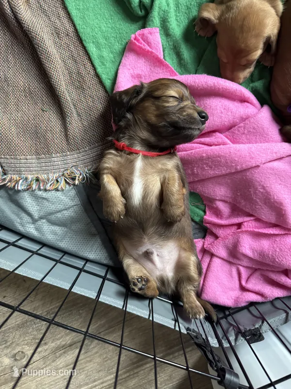 Teddy – Miniature Dachshund puppy for sale in Boiling Springs, SC
