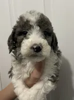 Scott, a male Miniature Goldendoodle for sale in Gainesville, GA – Photo 1 of 6