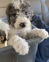 Scott, a male Miniature Goldendoodle for sale in Gainesville, GA – Photo 6 of 6