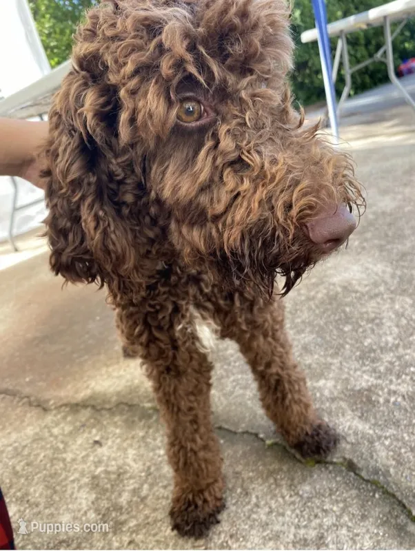 Maggie – Goldendoodle puppy for sale in Gainesville, GA