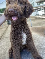 Maggie, a female Goldendoodle for sale in Gainesville, GA – Photo 4 of 6