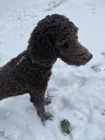 Maggie, a female Goldendoodle for sale in Gainesville, GA – Photo 5 of 6