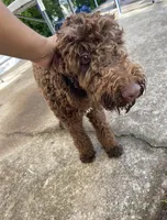 Maggie, a female Goldendoodle for sale in Gainesville, GA – Photo 2 of 6