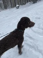 Maggie, a female Goldendoodle for sale in Gainesville, GA – Photo 6 of 6