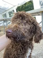 Maggie, a female Goldendoodle for sale in Gainesville, GA – Photo 3 of 6