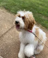 Myla, a female Miniature Goldendoodle for sale in Gainesville, GA – 2 of 4