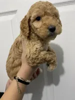 Ginger, a female Miniature Goldendoodle for sale in Gainesville, GA – Photo 6 of 6