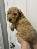 Ginger, a female Miniature Goldendoodle for sale in Gainesville, GA – Photo 3 of 6