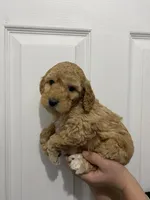 Ginger, a female Miniature Goldendoodle for sale in Gainesville, GA – Photo 4 of 6