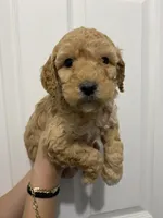 Ginger, a female Miniature Goldendoodle for sale in Gainesville, GA – Photo 5 of 6