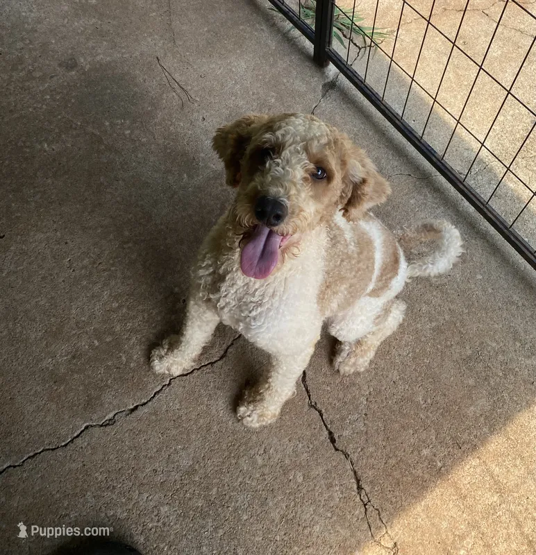 Myla – Miniature Goldendoodle puppy for sale in Gainesville, GA