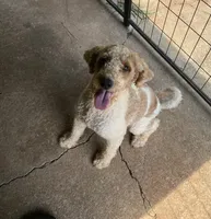 Myla, a female Miniature Goldendoodle for sale in Gainesville, GA – 1 of 4