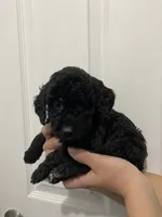 processed/6b892ea8-91a6-46cd-8112-3fba6331679a/listing/79700308-d952-4dfe-8cc2-3df7ad884de9/8a756970-9062-4fc1-835b-8dbcb54cfcc6